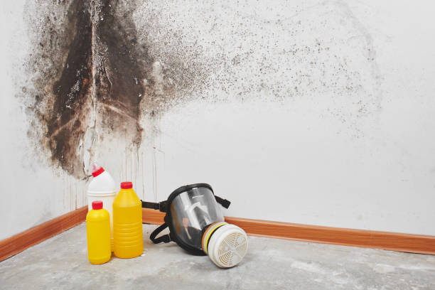 Best Commercial Mold Removal  in Lykens, PA