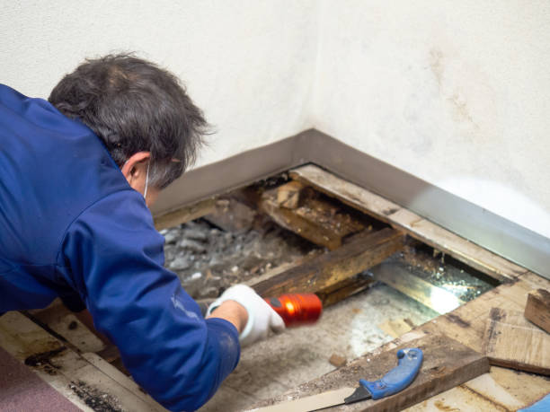 Best Fast Mold Removal  in Lykens, PA