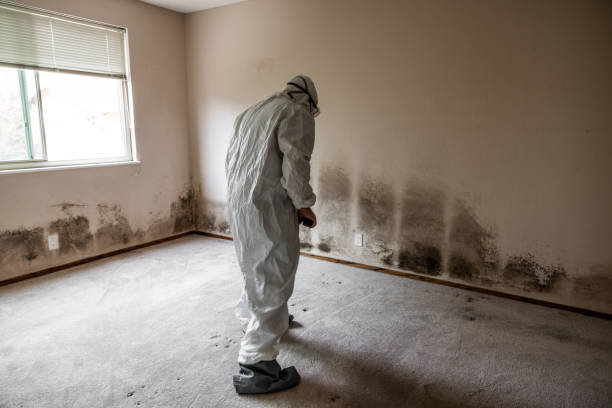 Best Mold Cleaning Services  in Lykens, PA