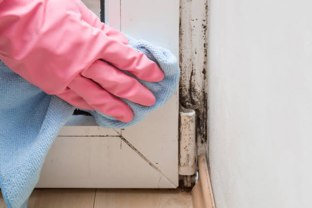 Best Mold Inspection  in Lykens, PA