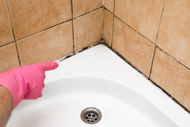 Best Black Mold Removal  in Lykens, PA